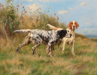 Zwei englische Setter
