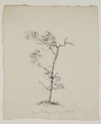 Junger Hickory