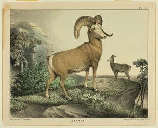 Argali