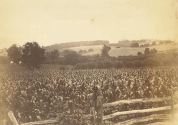 Kornfeld, Avondale, PA