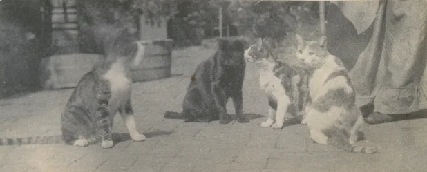 Vier Katzen, ca. 1895