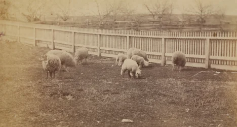 Schafe auf einer Weide auf der Farm in Avondale, PA