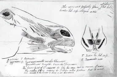 Unbetitelte anatomische Studie des Pferdekopfes, 1878