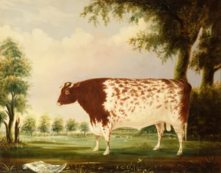 Mina, Ein vierjähriger Shorthorn-Bulle auf einer Wiese