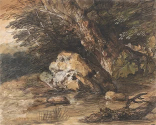 Ein Waldteich mit Felsen und Pflanzen
