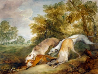 Windhunde, die einen Fuchs hetzen