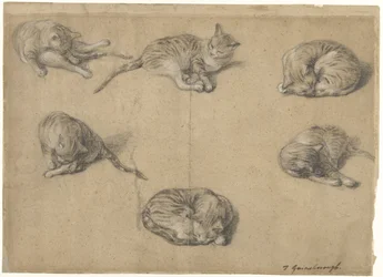 Sechs Studien einer Katze