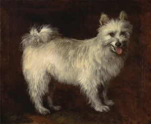 Spitzhund, Ein Hund