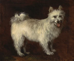 Spitzhund