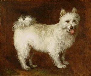 Spitzhund