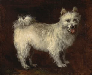 Spitzhund