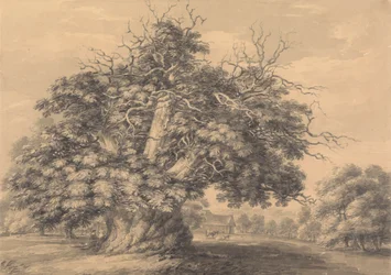 Die Kastanie in Little Wymondley, Hertfordshire
