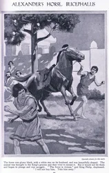Alexanders Pferd Bukephalos: Das Pferd war glänzend schwarz mit einem weißen Stern auf der Stirn, ca. 1950