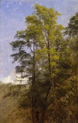 Baumstudie, Catskill Clove, N.Y.