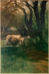 Schafherde unter Bäumen