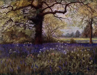 Kew Gardens: Wilde Hyazinthen