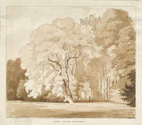 Ingestre - eine Studie von Bäumen, ca. 1838