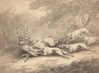 Hirsch von einem Rudel Hunde erlegt
