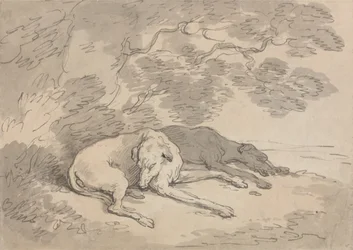 Zwei Windhunde unter einem Baum liegend
