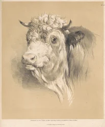 Eine Kuh, Nr. 27