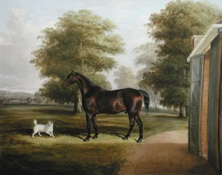 Ein braunes Pferd mit einem Terrier