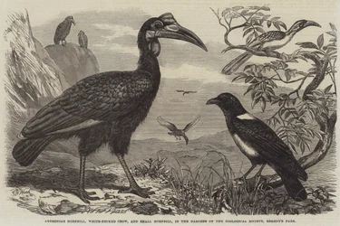 Abyssinischer Hornvogel, Weißnackenkrähe und Kleiner Hornvogel, in den Gärten der Zoologischen Gesellschaft, Regent