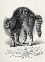 Katze erschreckt durch einen Hund, aus Charles Darwins 