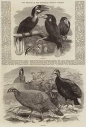 Neue Ankünfte im Zoologischen Garten der Gesellschaft