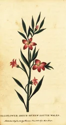 Nelkenstrauch von New South Wales