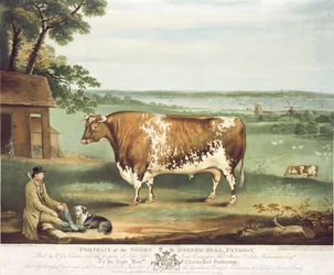 Ein Kurzhorner Bulle, Patriot, graviert von William Ward, Shrewsbury, 1810