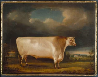Komet, ein hellroter kurzgehörnter Stier in einer Landschaft, 1811