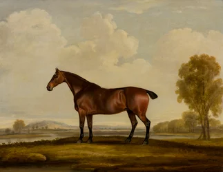 Georgiana: ein Pferd