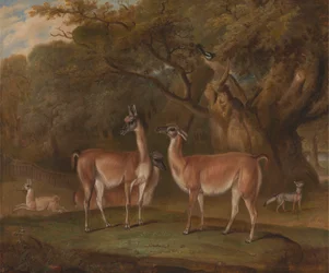 Lamas und ein Fuchs in einer bewaldeten Landschaft