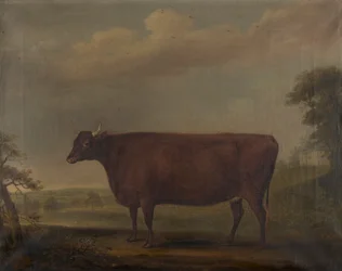 Rote Devon-Kälber in der Landschaft