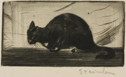 Katze, die ihren Rücken krümmt