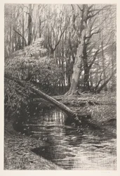 Waldlandschaft mit einem Bach