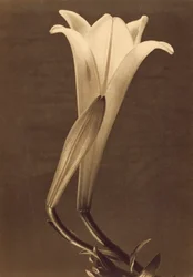 Platin-Druck einer Lilie von Tina Modotti
