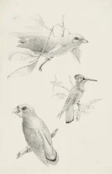 Drei Vögel