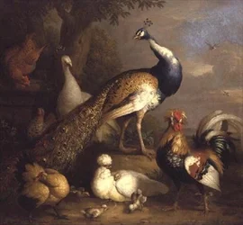 Pfau, Pfauenhenne und Geflügel in einer Landschaft