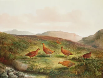 Moorhuhn in einer Moorlandschaft