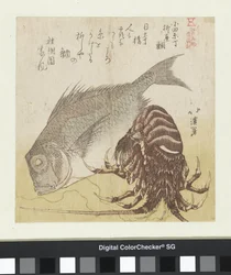 Der Seebarsch von Yanagiya in Odawarachō