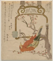 Roter Sittich (Shōjō-inko)