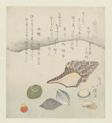 Reflexionsmuschel, Elfenbeinschnecke und Tritonschnecke (Eine Serie von Muscheln)