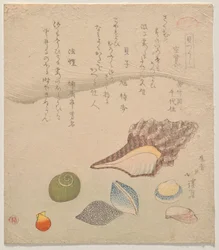 Sieben Muscheln am Rand des Meeres, aus der Serie Muschelkompendium (Kaizukushi)