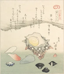 Turmschnecke und verschiedene Muscheln, 19. Jahrhundert