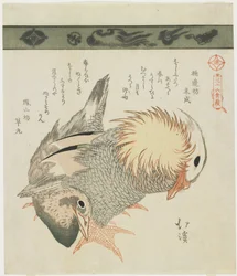 Mandarinente und Erpel, ca. 1830
