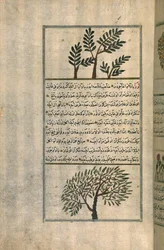 Ein Weihrauchbaum über einem Mandelbaum, nach einem Traktat von Zakariya ibn Muhammad al-Qazwini