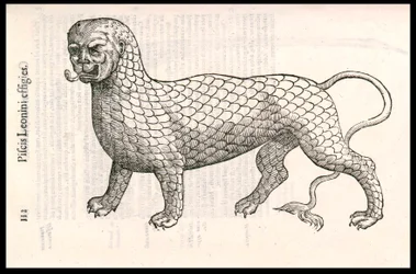 Monsterkreatur: ein Löwe bedeckt mit Fischschuppen (oder Löwenfisch). Gravur von Ulisse Aldrovandi (1522-1605), „Monstrorum Historiae“, Bologna 1642