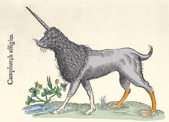 Darstellung eines Kampfhuhns, Monster der Molukkeninseln. Gravur von Ulisse Aldrovandi (1522-1605), 