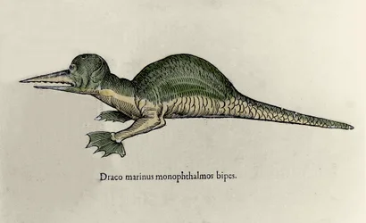 Darstellung eines Meeresdrachen. Tafel eines Naturgeschichtsmanuskripts von Ulisse Aldrovandi (1522-1605) über Monster